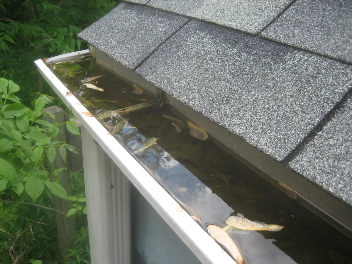 Eavestrough full of water and leaves below a shingle roof
